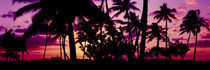 Silhouette of palm trees at sunset, Ko Olina, Oahu, Hawaii, USA by Panoramic Images