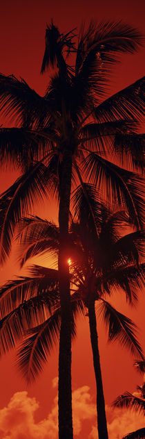 Low angle view of palm trees at dusk, Kalapaki Beach, Kauai, Hawaii, USA by Panoramic Images