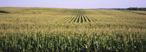 Corn crop in a field, Southeast Minnesota, Minnesota, USA von Panoramic Images