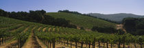 Vineyard on a landscape, Napa Valley, California, USA von Panoramic Images