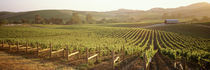 Panoramic view of vineyards, Carneros District, Napa Valley, California, USA von Panoramic Images
