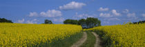 Path in a field, Germany by Panoramic Images