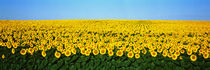 Sunflower Field, North Dakota, USA by Panoramic Images