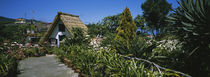 Path leading to a house, Santana, Madeira, Portugal by Panoramic Images