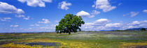 Panorama Print - Baum im Blumenmeer, Tafelberg, Oroville, Kalifornien, USA von Panoramic Images