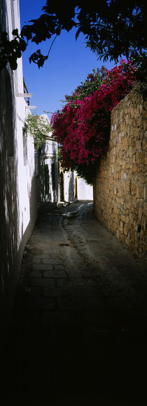 Ivy on a stonewall in an alley, Lindos, Rhodes, Greece by Panoramic Images