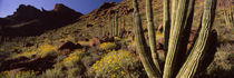 Organ Pipe Cactus National Monument, Arizona, USA by Panoramic Images