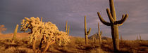 Panorama Print - Organ Pipe Cactus National Monument, Arizona, USA von Panoramic Images