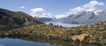 Horse Trekking Mt Cook New Zealand by Panoramic Images