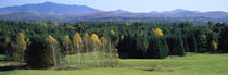 Trees in a forest, Stowe, Lamoille County, Vermont, USA von Panoramic Images