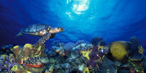 Hawksbill turtle  and French angelfish  with Stoplight Parrotfish von Panoramic Images