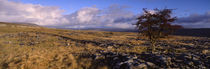 North York Moors, Yorkshire, England, United Kingdom by Panoramic Images