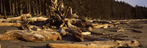 Driftwood on the beach, Washington State, USA von Panoramic Images