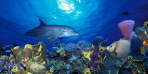 Bottle-Nosed dolphin and Gray angelfish on coral reef in the sea von Panoramic Images