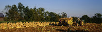 Two people harvesting tobacco, Winchester, Kentucky, USA von Panoramic Images