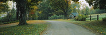 Trees at a roadside, Vermont, USA by Panoramic Images