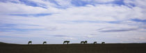 Silhouette of horses in a field, Montana, USA by Panoramic Images