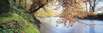 Trees along a river, River Dart, Bickleigh, Mid Devon, Devon, England by Panoramic Images