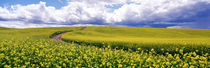 Road, Canola Field, Washington State, USA by Panoramic Images