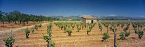 Vineyard on a landscape, Santa Eugenia, Majorca, Spain by Panoramic Images