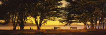 Trees In A Field, Crissy Field, San Francisco, California, USA by Panoramic Images