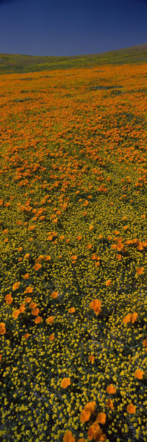 Wildflowers on a landscape, California, USA von Panoramic Images