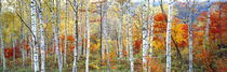 Fall Trees, Shinhodaka, Gifu, Japan by Panoramic Images