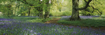 Bluebells in a forest, Thorp Perrow Arboretum, North Yorkshire, England von Panoramic Images