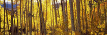 Aspen trees in autumn, Colorado, USA by Panoramic Images