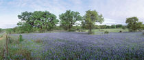 Field of Bluebonnet flowers, Texas, USA by Panoramic Images