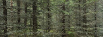 Trees in a forest, Spruce Forest, Joutseno, Finland by Panoramic Images