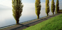 Trees along a lake, Lake Zug, Switzerland by Panoramic Images