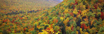 Mountain forest in autumn, Nova Scotia, Canada von Panoramic Images