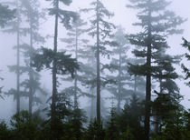  Hemlock Tree, Olympic Mountains, Olympic National Park, Washington State, USA von Panoramic Images