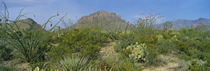 Ocotillo Plants In A Park, Big Bend National Park, Texas, USA von Panoramic Images