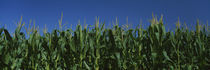 Corn crop in a field, New York State, USA von Panoramic Images