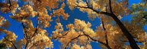 Low angle view of cottonwood tree, Canyon De Chelly, Arizona, USA von Panoramic Images