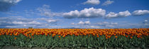 Clouds over a tulip field, Skagit Valley, Washington State, USA von Panoramic Images