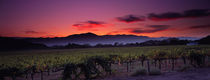 Vineyard At Sunset, Napa Valley, California, USA by Panoramic Images