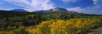 Trees in a valley, Waterton Lakes National Park, Alberta, Canada by Panoramic Images