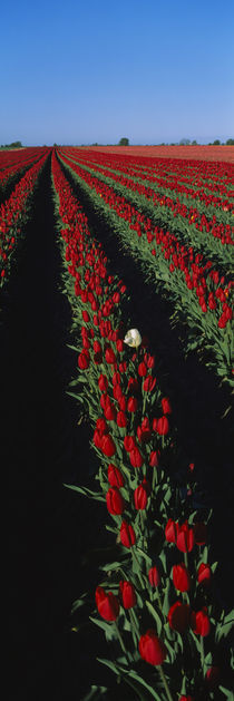 Field of red tulip flowers by Panoramic Images