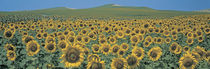 Sunflower field Andalucia Spain von Panoramic Images