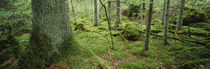 Panorama Print - Nahaufnahme Baumstamm im Wald, Smaland, Schweden von Panoramic Images