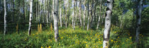 Field of Rocky Mountain Aspens by Panoramic Images