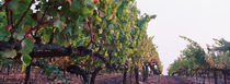 Crops in a vineyard, Sonoma County, California, USA von Panoramic Images