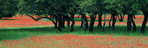 Indian Paintbrushes And Scattered Oaks, Texas Hill Co, Texas, USA by Panoramic Images