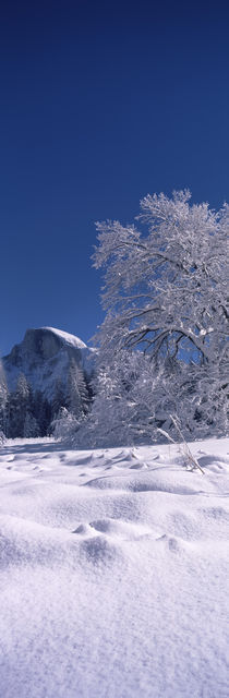  Yosemite National Park, Mariposa County, California, USA von Panoramic Images