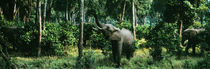 Herd of Elephants Maasai Mara National Park Kenya Africa von Panoramic Images