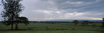 Trees on a landscape, Lake Nakuru National Park, Great Rift Valley, Kenya by Panoramic Images