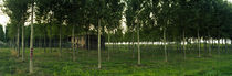 Farmhouse surrounded by trees, Polesine, Veneto, Italy by Panoramic Images